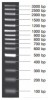 MARCADOR MOLECULAR  PCR 100BP PLUS 50ug  Vivantis