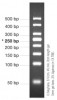 MARCADOR MOLECULAR PCR 50BP, 50ug Vivantis