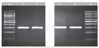 KIT PURIF.DNA EN GEL Y PCR 100Pbas Vivantis