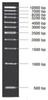 MARCADOR MOLECULAR PCR 1KB, 50ug  Vivantis