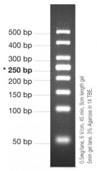 MARCADOR MOLECULAR PCR 50BP, 50ug  Vivantis