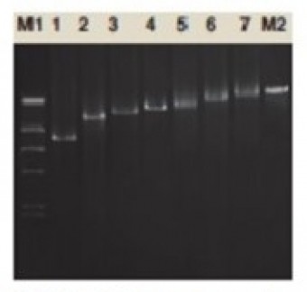 TAQ DNA POLIMERASA CHROMO MAX  1U/ul, 500U Vivantis